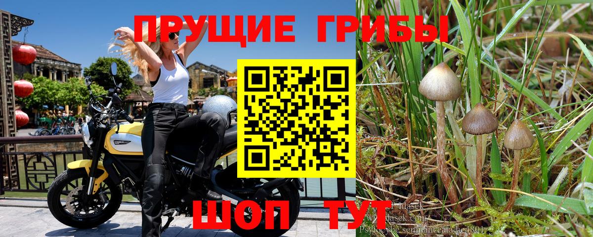 Галлюциногенные грибы GOLDEN TEACHER Тимашёвск